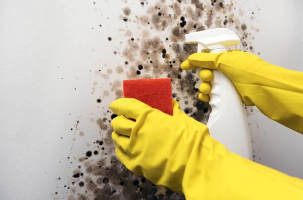 Reliable Star, ID Mold Removal Solutions