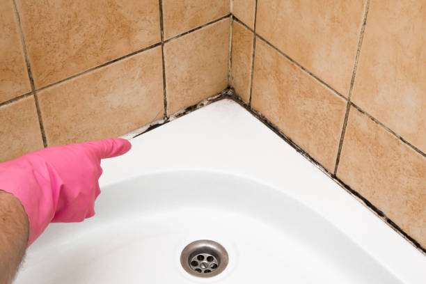 Best Office Mold Removal Services  in Star, ID