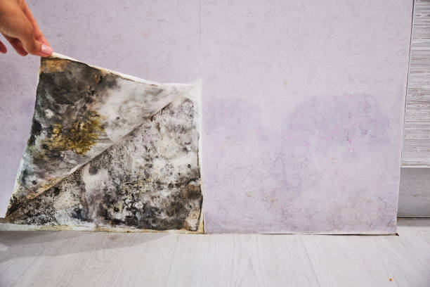 Best Mold Damage Repair  in Star, ID